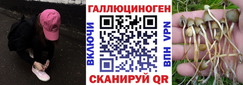 Купить закладки  Вязники  Галлюциногенные грибы прущие грибы 